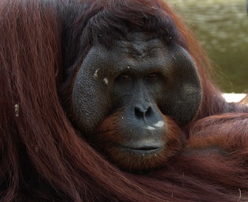 Male Orangutan Nature's Crusaders: Rare endangered black Borneon, male orangutan, Indonesia