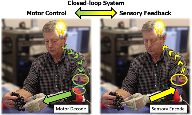 closed-loop system motor control and sensory feedback