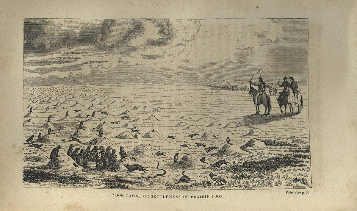 Commerce of the Prairies, engraving opposite page 230 "Dog town"