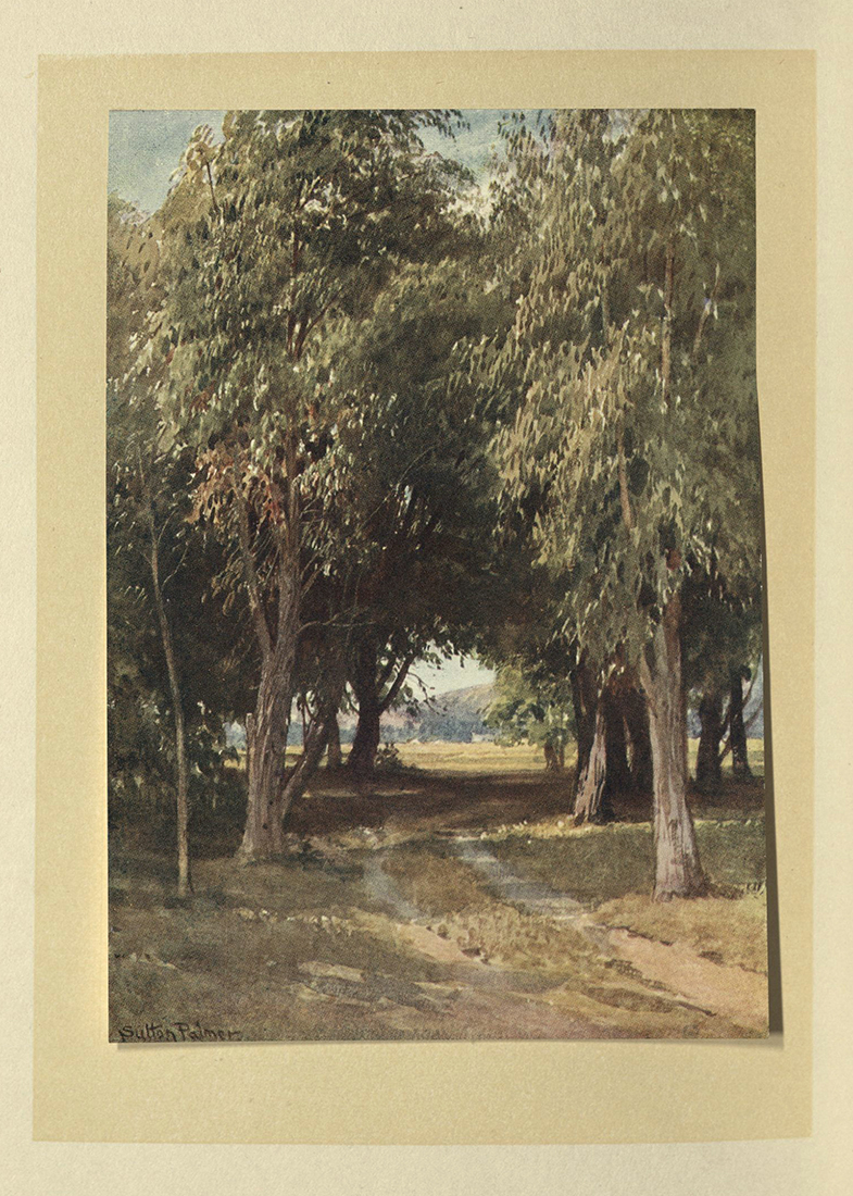 California... "Eucalyptus Grove"