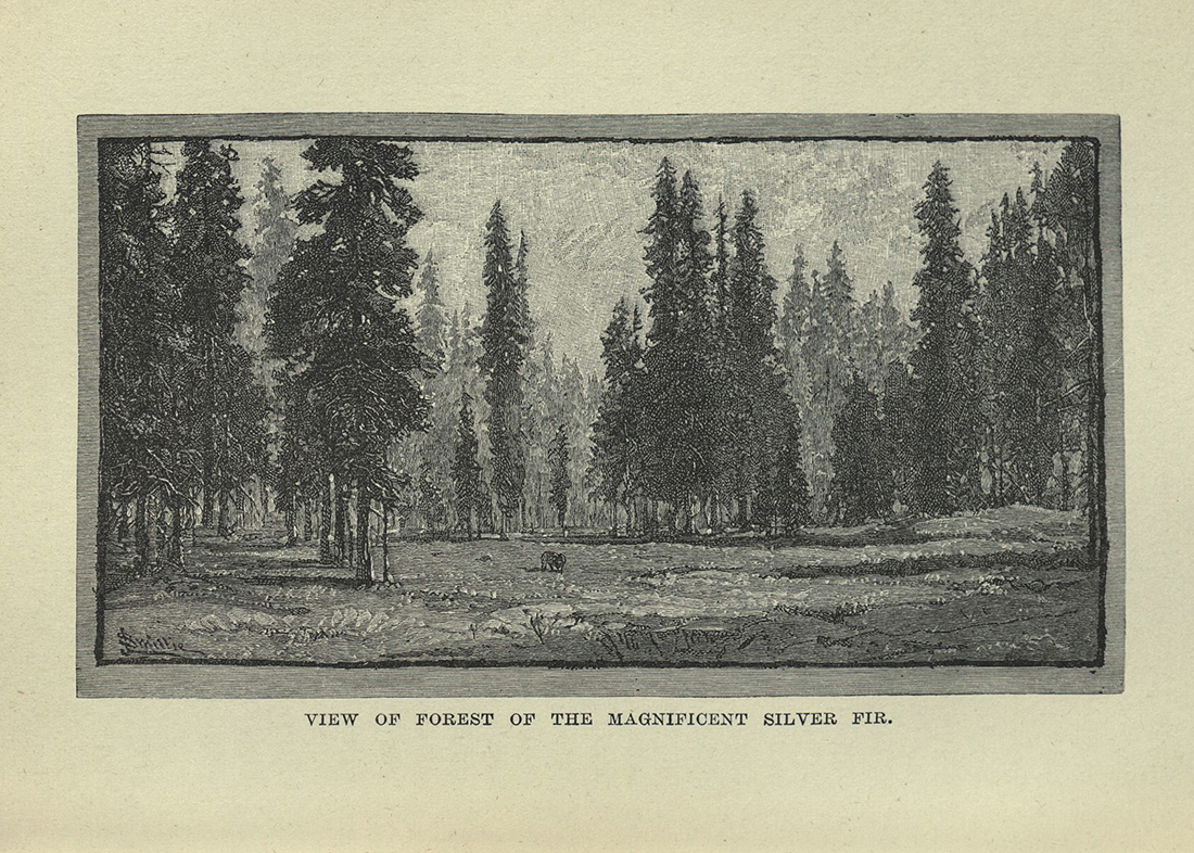 Mountains of California .... image opposite page 174 "View of Forest..."