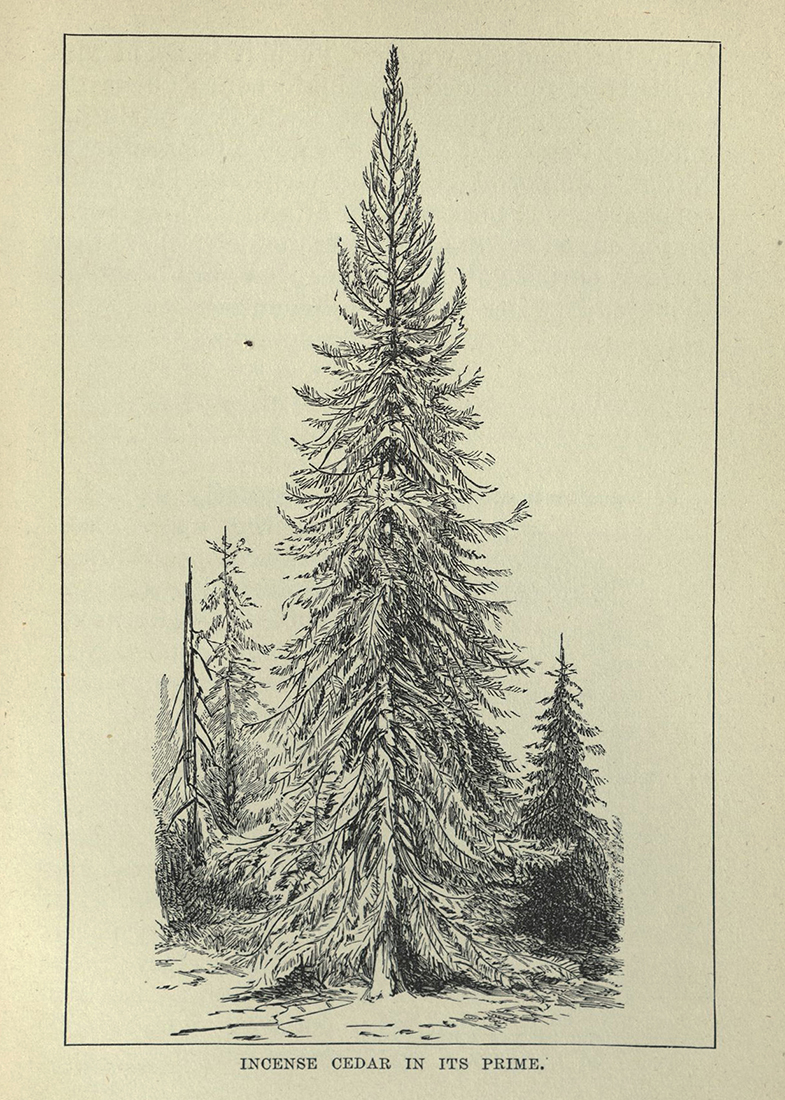 Mountains of California .... image opposite page 170 "Incense Cedar..."