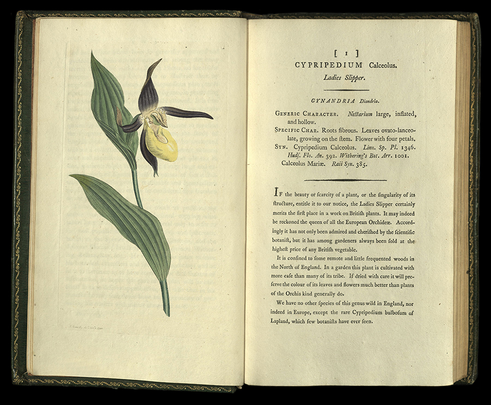 English Botany - Cypripedium