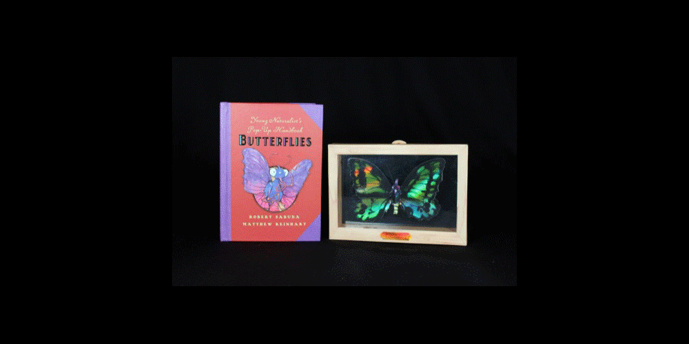Butterflies in Motion