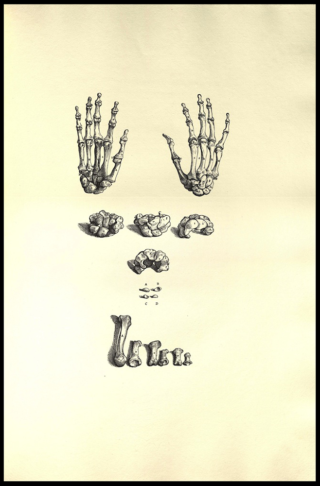 Vesalius Icones Anatomicae