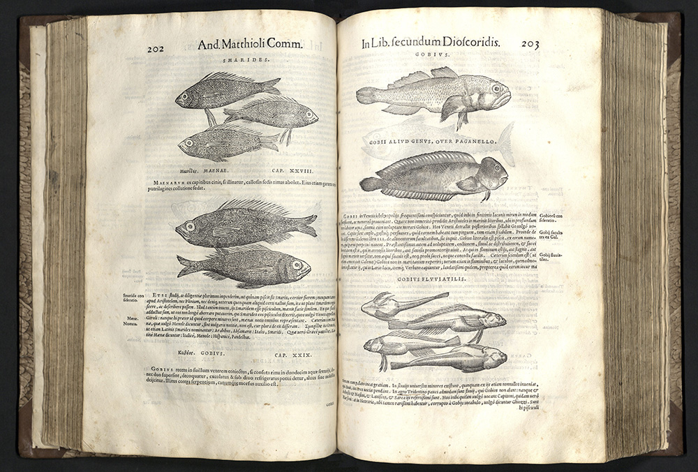 Pietro Andrea Mattioli, Commentarii secvndo avcti in libros sex pedacii dioscoridis anazarbei de medica materia, 1558