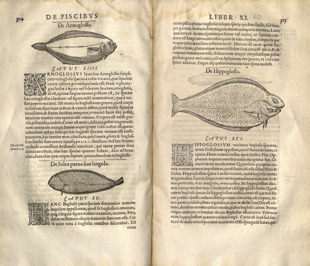 Libri de piscibus, 1554-55