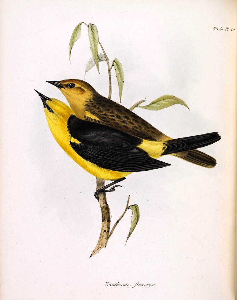 Zoology, 1839-43