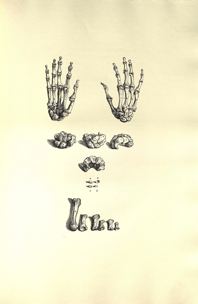 Vesalius, Icones anatomicae, 1934