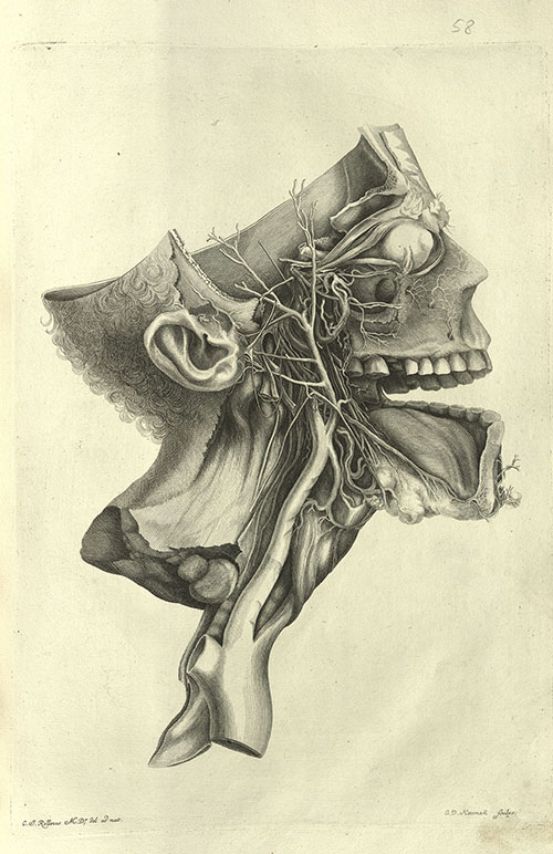 Haller's Icones Anatomicae Quibus, 1756