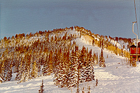 Snowbird